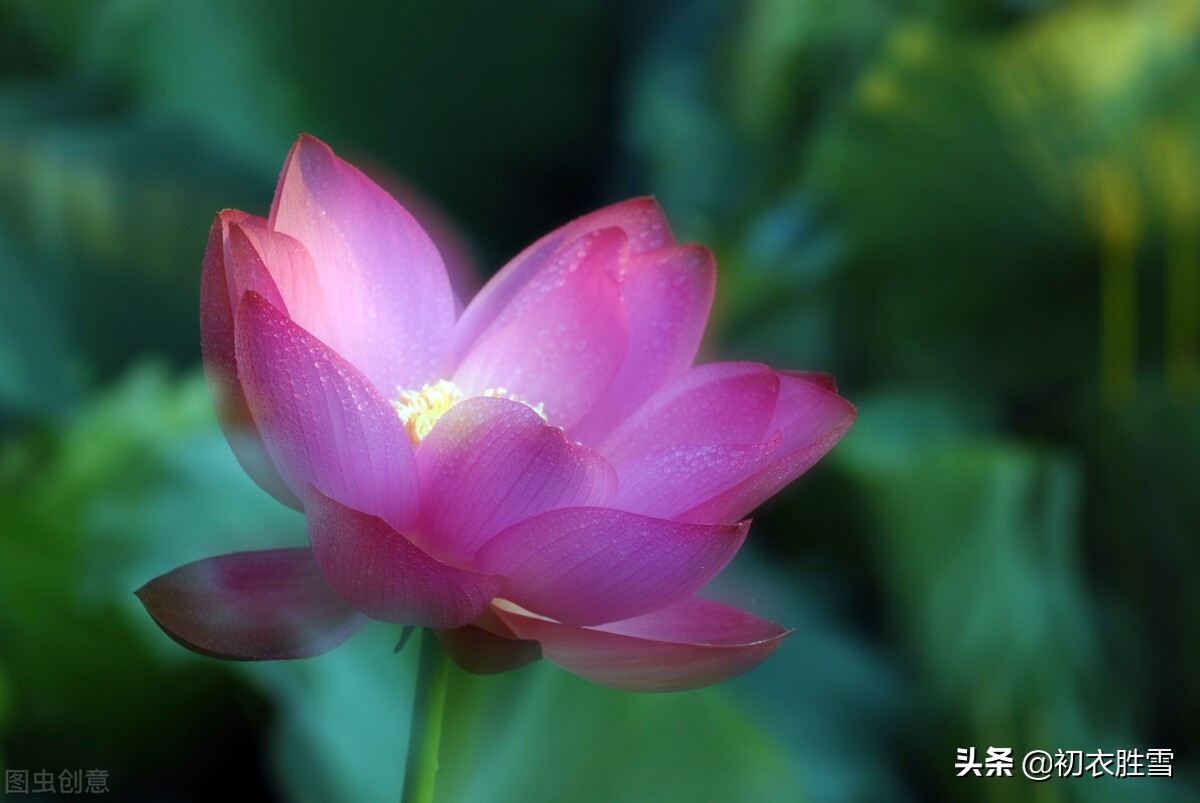 写莲花的诗句有哪些（关于莲花的古诗美句）