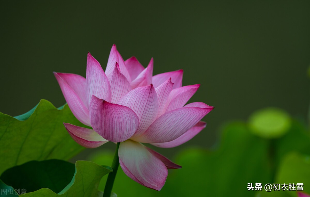 写莲花的诗句有哪些（关于莲花的古诗美句）