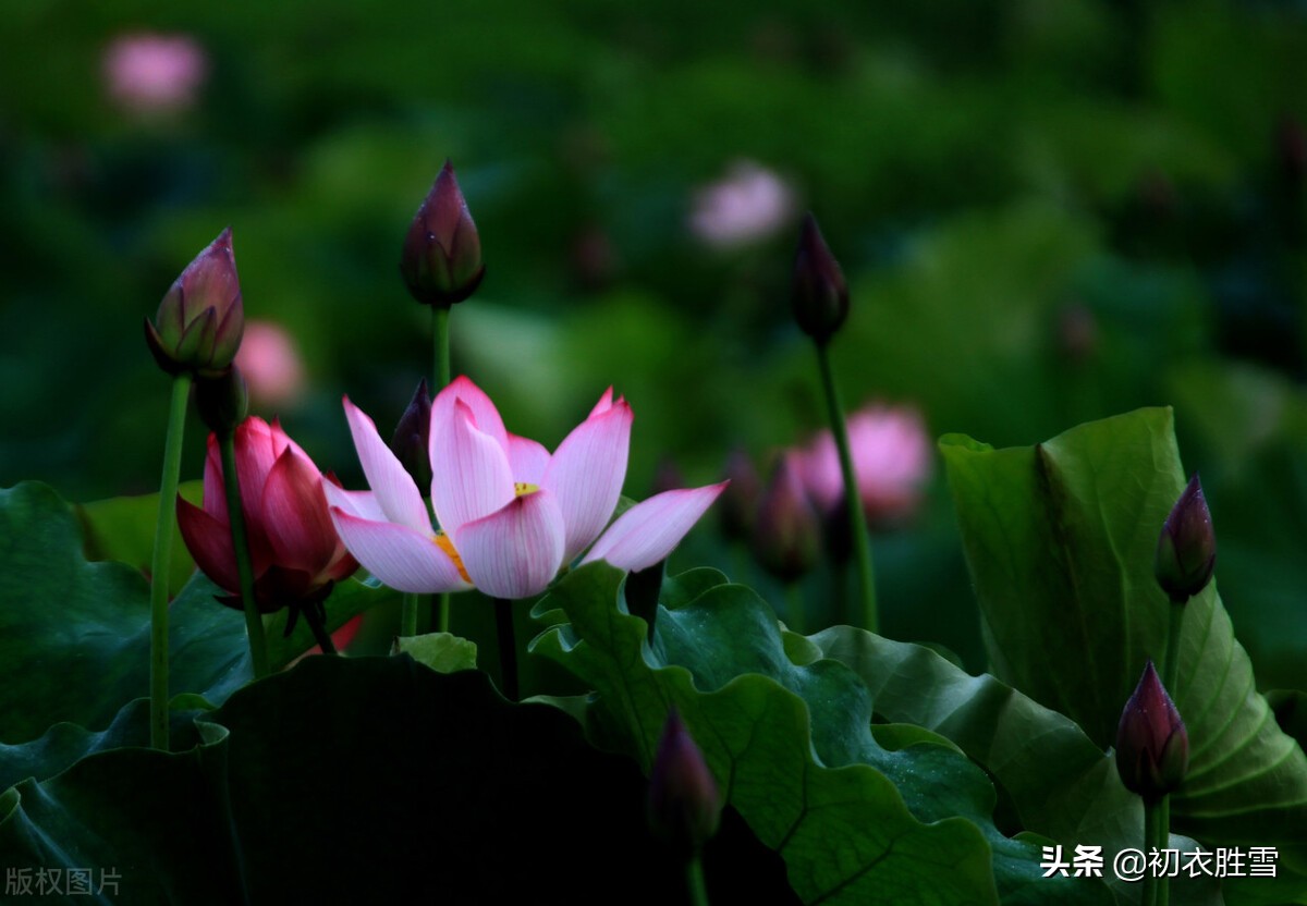 写莲花的诗句有哪些（关于莲花的古诗美句）