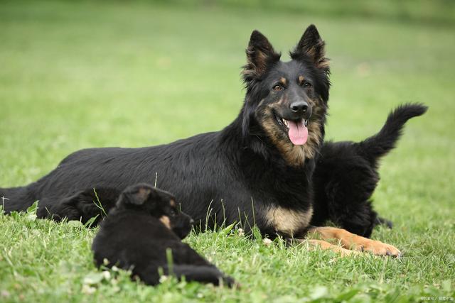 十大聪明犬排名（盘点世界10大聪明犬种）