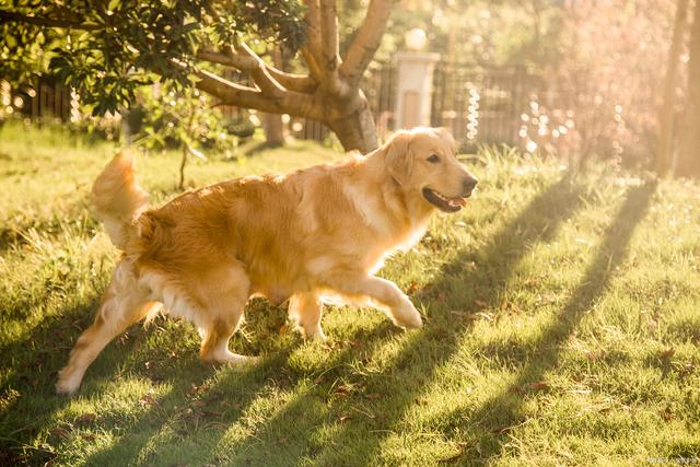 十大聪明犬排名（盘点世界10大聪明犬种）