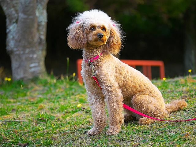 十大聪明犬排名（盘点世界10大聪明犬种）