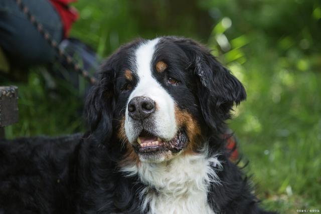 十大聪明犬排名（盘点世界10大聪明犬种）