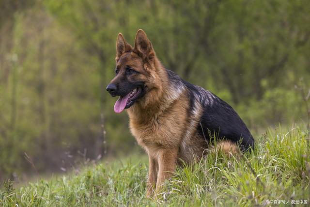 十大聪明犬排名（盘点世界10大聪明犬种）