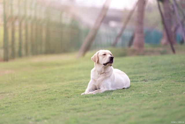 十大聪明犬排名（盘点世界10大聪明犬种）